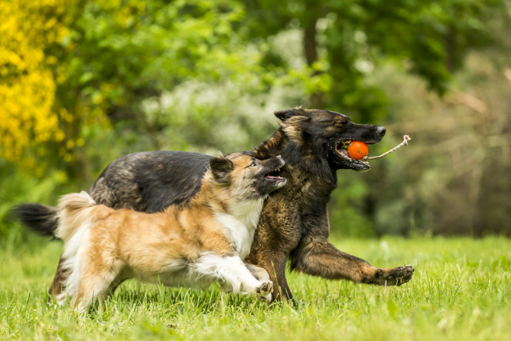 Online hundetræning